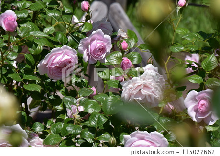Beautiful roses blooming in the rose garden Jindai Botanical Gardens Spring Rose Festival Beautiful roses blooming in the rose garden Jindai Botanical Gardens Spring Rose Festival 115027662