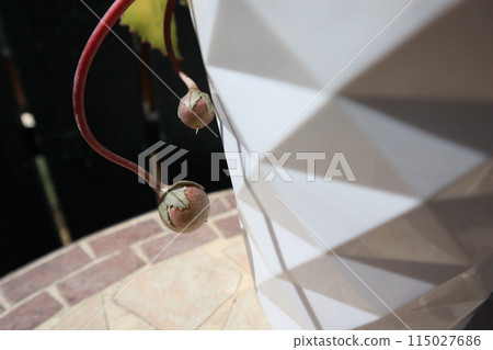 花園仙客來種子 115027686