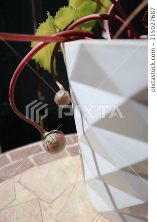 花園仙客來種子 花園仙客來種子 115027687