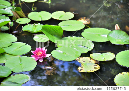 漂浮在水的蓮花 漂浮在水的蓮花 115027743
