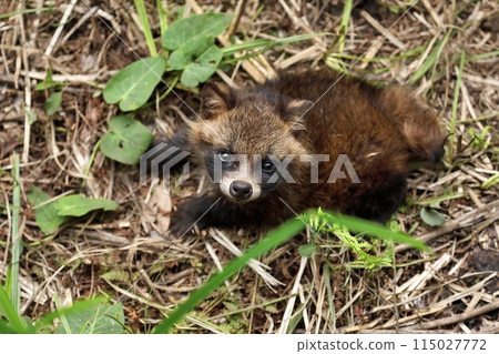 Baby raccoon looking up Baby raccoon looking up 115027772