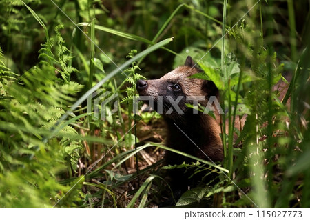 A baby raccoon dog peeking out from the bush A baby raccoon dog peeking out from the bush 115027773