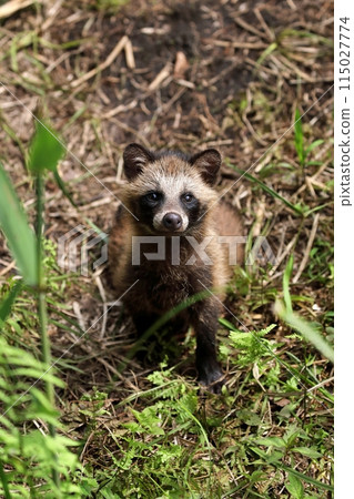Sitting baby raccoon Sitting baby raccoon 115027774