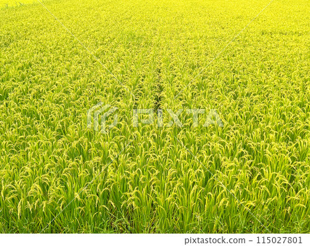 Rice fields nearing harvest Rice fields nearing harvest 115027801
