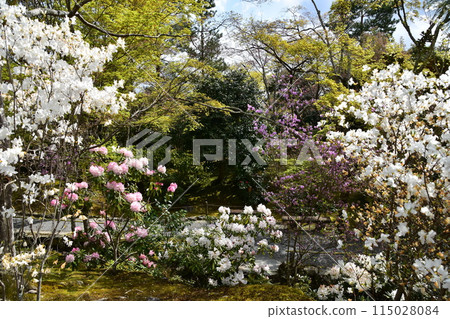 Spring in Kyoto, Japan: Tenryu-ji Temple, a World Heritage Site, garden promenade, cherry blossoms in full bloom, beautiful flowers and fresh greenery 115028084