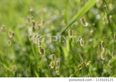 野草 115028125