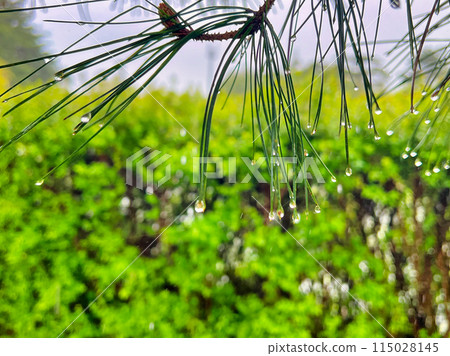 Pine needle drop 115028145