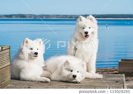 Funny three Young White Samoyed Dog on wooden bridge in park, happiness and friendship 115028293