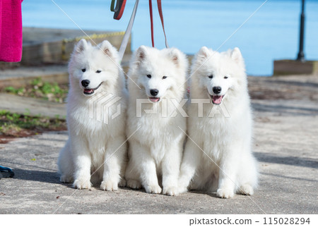 Funny three Young White Samoyed Dog in park, happiness and friendship 115028294