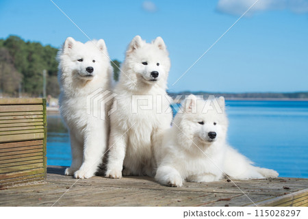 Funny three Young White Samoyed Dog on wooden bridge in park, happiness and friendship Funny three Young White Samoyed Dog on wooden bridge in park, happiness and friendship 115028297