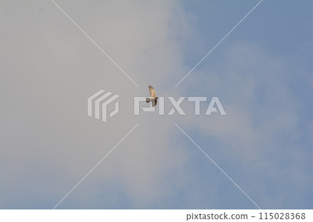 灰面鷲 灰面鷲 115028368