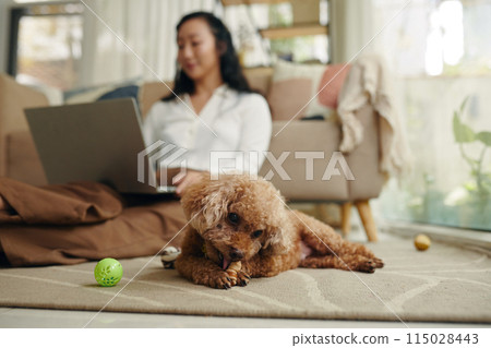 Small Dog Crunching Treat 115028443