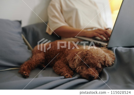 Dog Sleeping Next to Owner 115028524