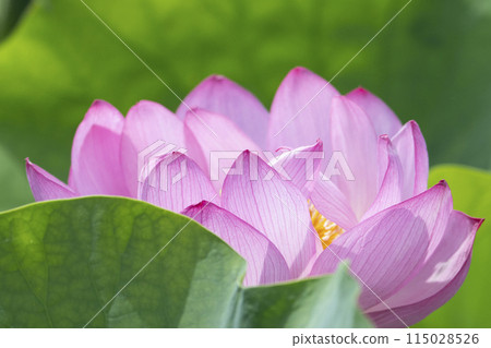 ancient lotus pink petals 115028526