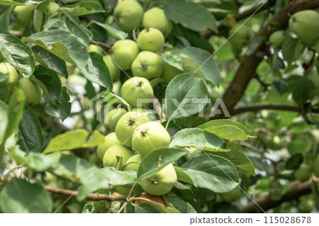Green apples on the tree 115028678