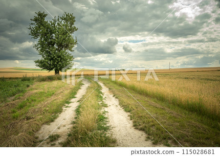 A single tree growing by the road in a wheat field, July day 115028681