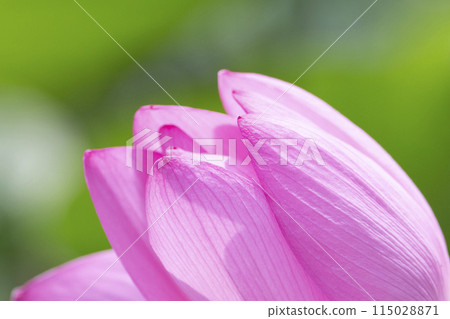 ancient lotus pink petals 115028871
