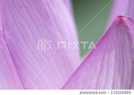 ancient lotus pink petals 115028889