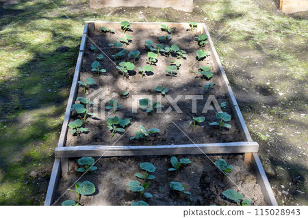 Fresh zucchini sprouts in a fenced garden bed Fresh zucchini sprouts in a fenced garden bed 115028943