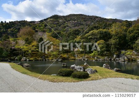 日本春天的京都，世界文化遺產天龍寺，特殊風景區曾池花園，櫻花盛開，綠意盎然 115029057