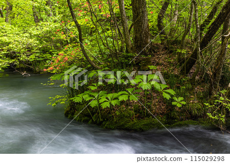 【青森縣_奧入瀨川】初夏的九十九島 115029298