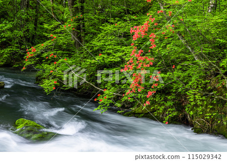 [Aomori Prefecture_Oirase River] Kujukushima in early summer 115029342