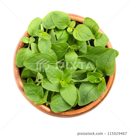Fresh oregano twigs in a wooden bowl. Origanum vulgare, sometimes wild marjoram, a culinary herb and the staple herb of Italian cuisine, with a slightly bitter taste. Isolated from above, food photo. Fresh oregano twigs in a wooden bowl. Origanum vulgare, sometimes wild marjoram, a culinary herb and the staple herb of Italian cuisine, with a slightly bitter taste. Isolated from above, food photo. 115029467