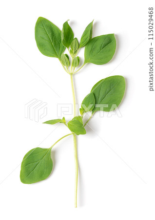Whole fresh oregano twig, also called wild marjoram, Origanum vulgare, from above. Culinary herb and a staple herb of Italian cuisine, with a slightly bitter taste. Close-up, macro food photo. 115029468