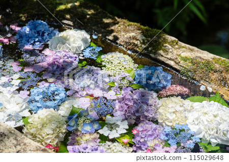 繡球花開時的三光寺 115029648