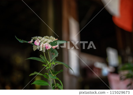 繡球花開時的三光寺 繡球花開時的三光寺 115029673