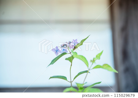 繡球花開時的三光寺 115029679