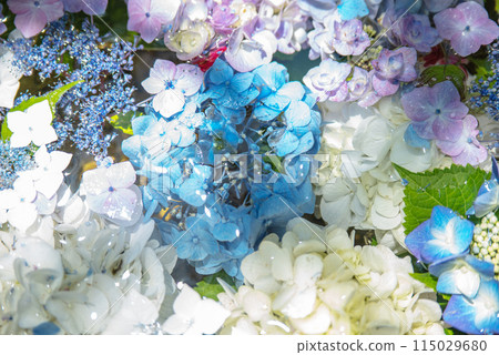 繡球花開時的三光寺 繡球花開時的三光寺 115029680