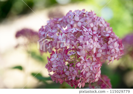 Sankoji Temple when hydrangeas bloom Sankoji Temple when hydrangeas bloom 115029779