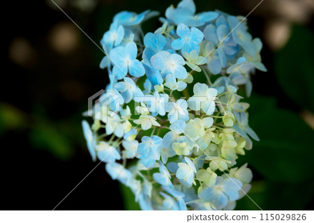Sankoji Temple when hydrangeas bloom Sankoji Temple when hydrangeas bloom 115029826