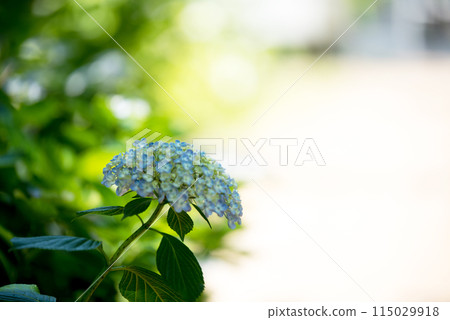 Sankoji Temple when hydrangeas bloom 115029918