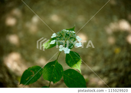 繡球花開時的三光寺 115029920