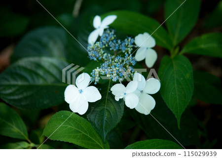 繡球花開時的三光寺 繡球花開時的三光寺 115029939