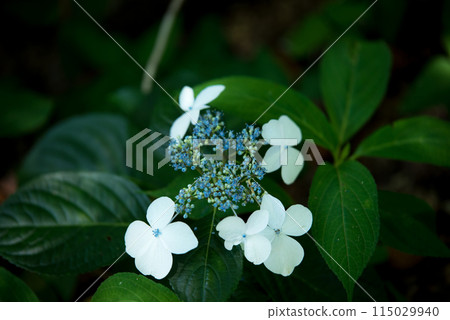 Sankoji Temple when hydrangeas bloom Sankoji Temple when hydrangeas bloom 115029940