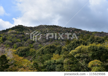 Spring in Kyoto, Japan: Tenryu-ji Temple, a World Heritage Site; Sogenchi Garden, a Special Place of Scenic Beauty; Cherry blossoms in full bloom and beautiful new greenery 115029986