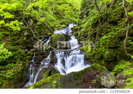 [Aomori Prefecture_Oirase River] Choshi Falls in early summer ≪ Fish Stop Falls ≫ 115030029