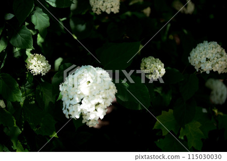 Sankoji Temple when hydrangeas bloom Sankoji Temple when hydrangeas bloom 115030030