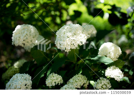 繡球花開時的三光寺 115030039
