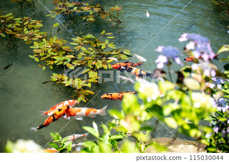 繡球花開時的三光寺 繡球花開時的三光寺 115030044