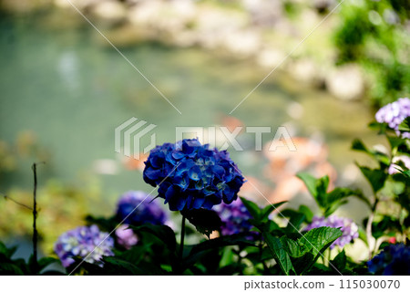 繡球花開時的三光寺 115030070