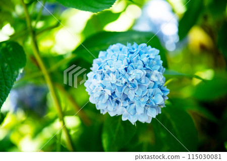 繡球花開時的三光寺 115030081