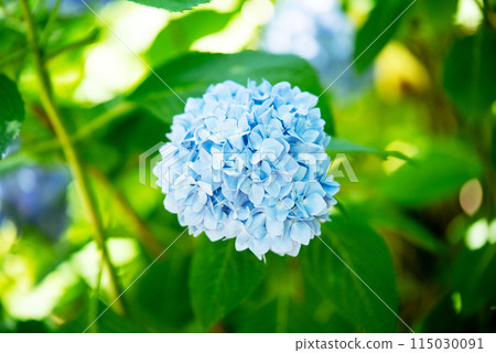 繡球花開時的三光寺 115030091