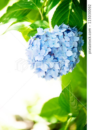 繡球花開時的三光寺 繡球花開時的三光寺 115030092