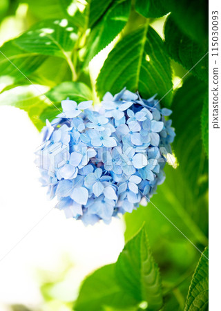 繡球花開時的三光寺 115030093