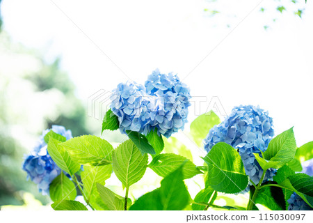 繡球花開時的三光寺 繡球花開時的三光寺 115030097