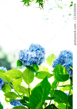 繡球花開時的三光寺 繡球花開時的三光寺 115030099